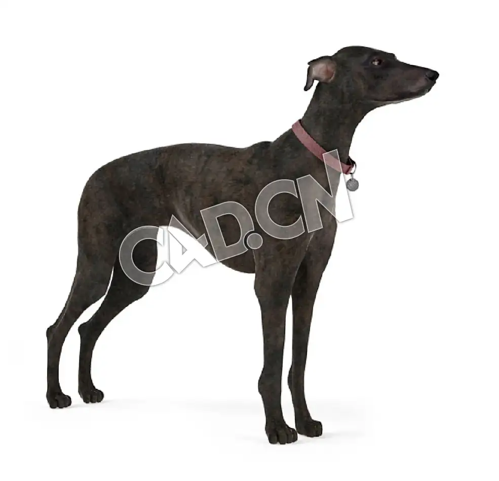 普罗特猎犬C4D模型 - C4D之家 - 33.jpg