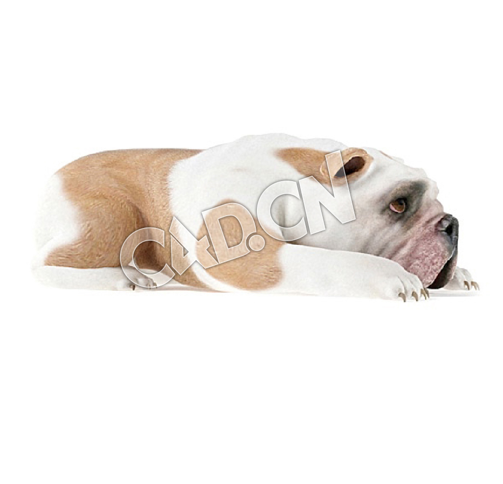 爬地上的英国斗牛犬老虎犬C4D模型 - C4D之家 - 32.jpg