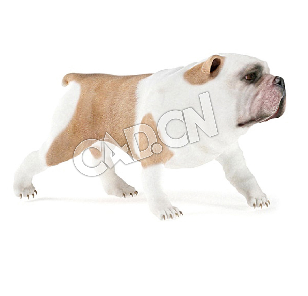 走路的英国斗牛犬老虎犬C4D模型 - C4D之家 - 31.jpg