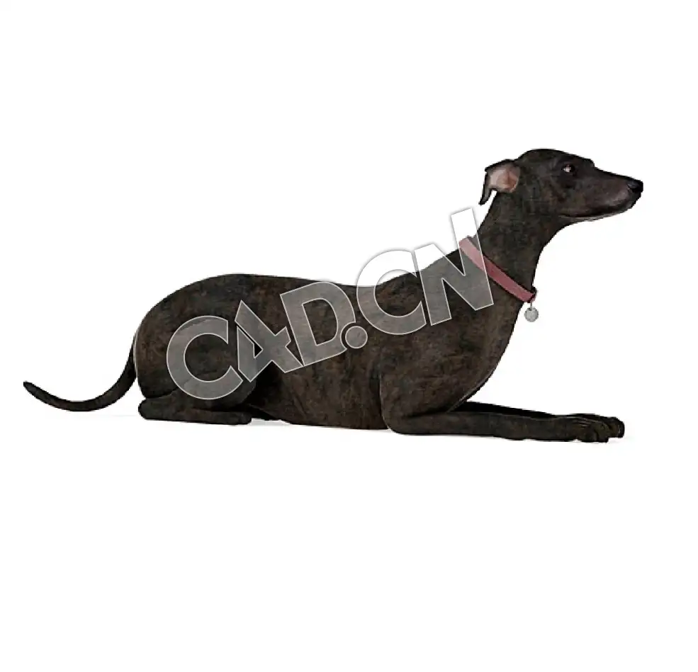爬着的普罗特猎犬C4D模型 - C4D之家 - 36.jpg