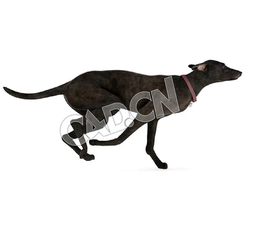 奔跑的普罗特猎犬C4D模型 - C4D之家 - 35.jpg