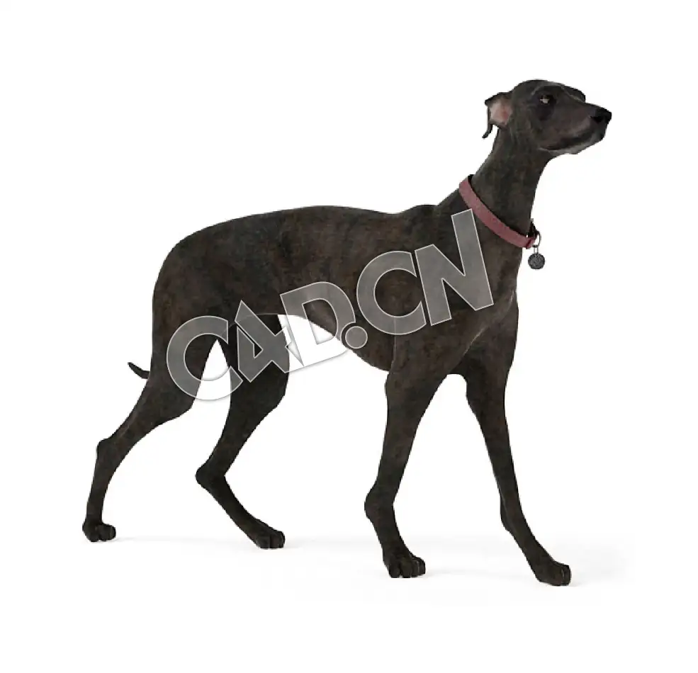 行走的普罗特猎犬C4D模型 - C4D之家 - 34.jpg
