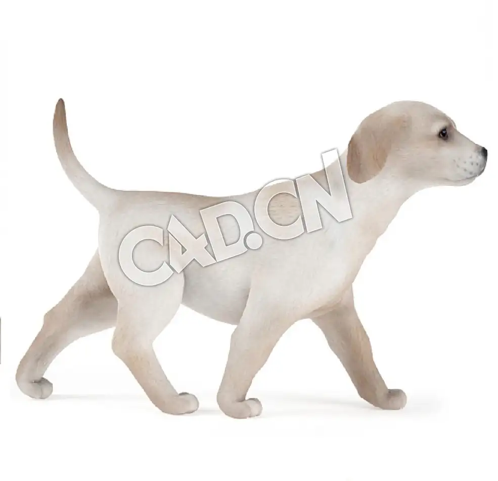 行走的拉布拉多犬C4D模型 - C4D之家 - 38.jpg