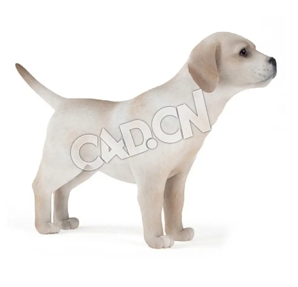 宠物狗拉布拉多犬C4D模型 - C4D之家 - 37.jpg