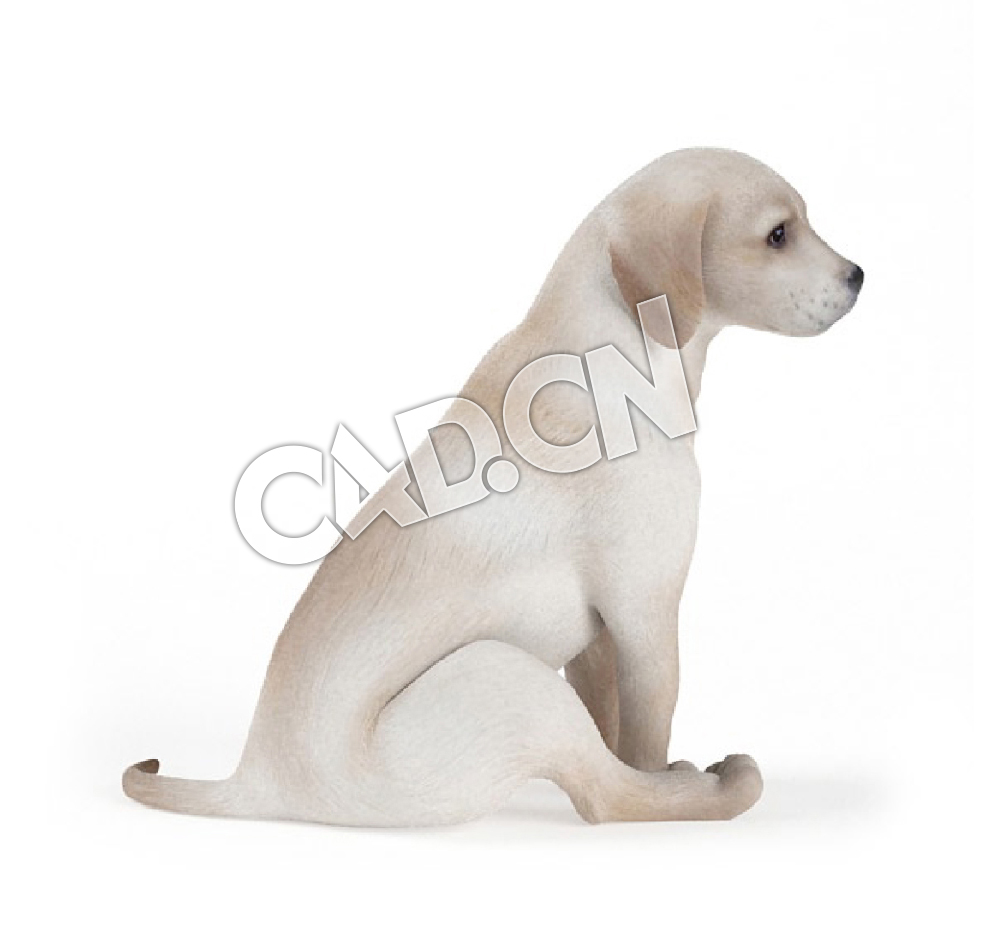 蹲着的拉布拉多犬C4D模型
