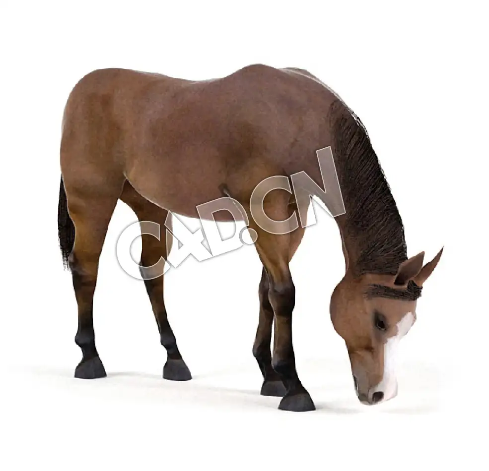 低头吃草的马棕色马C4D模型 horse