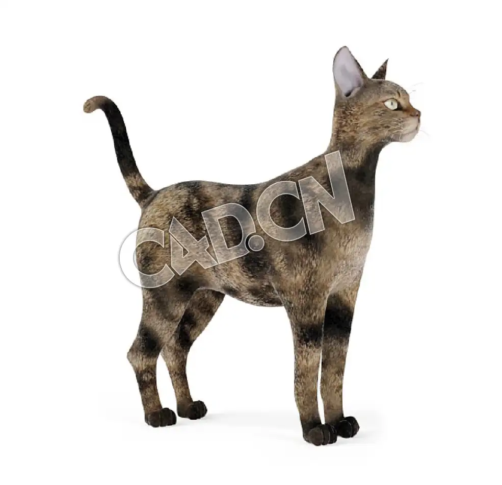 宠物猫塞伦盖蒂猫C4D模型 - C4D之家 - 46.jpg