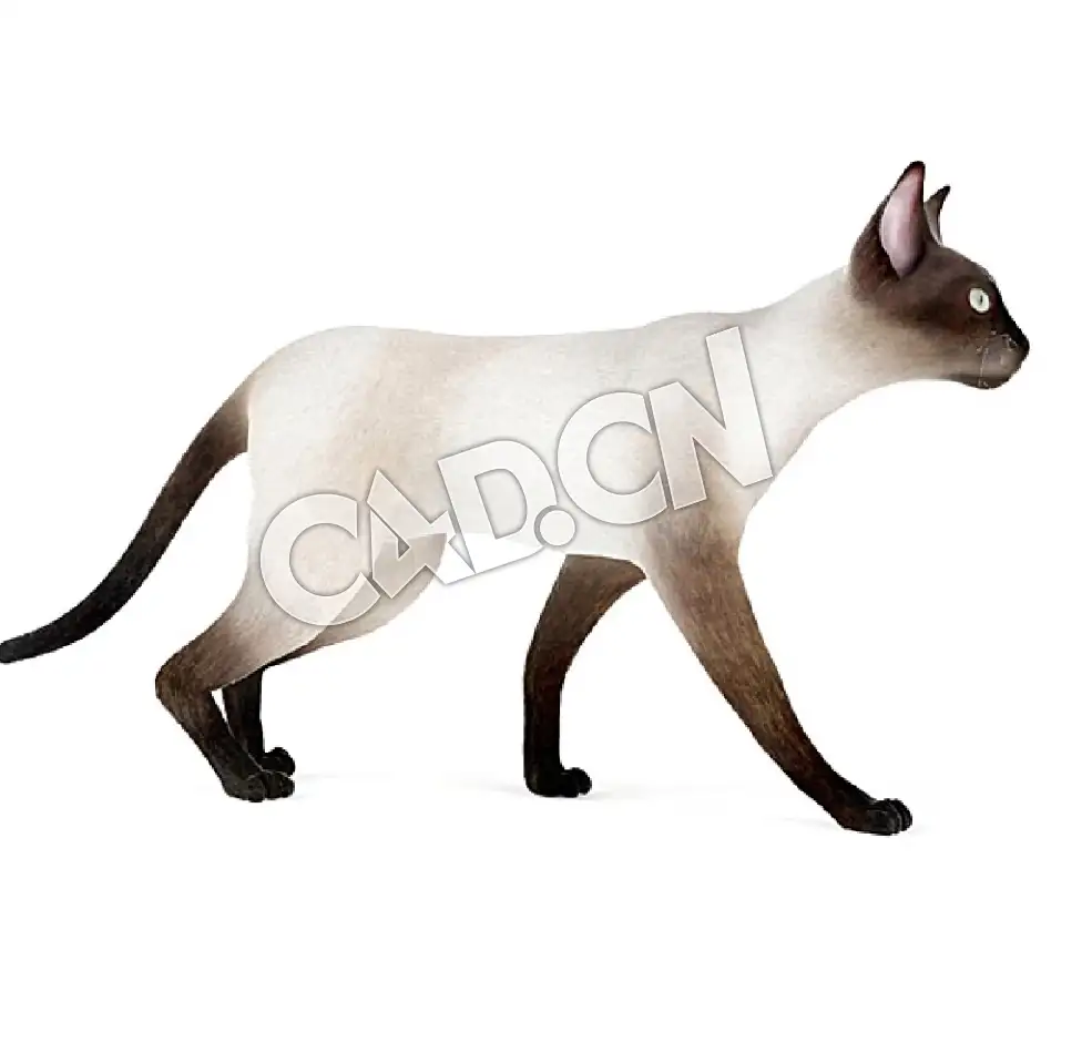 行走的宠物猫暹罗猫C4D模型