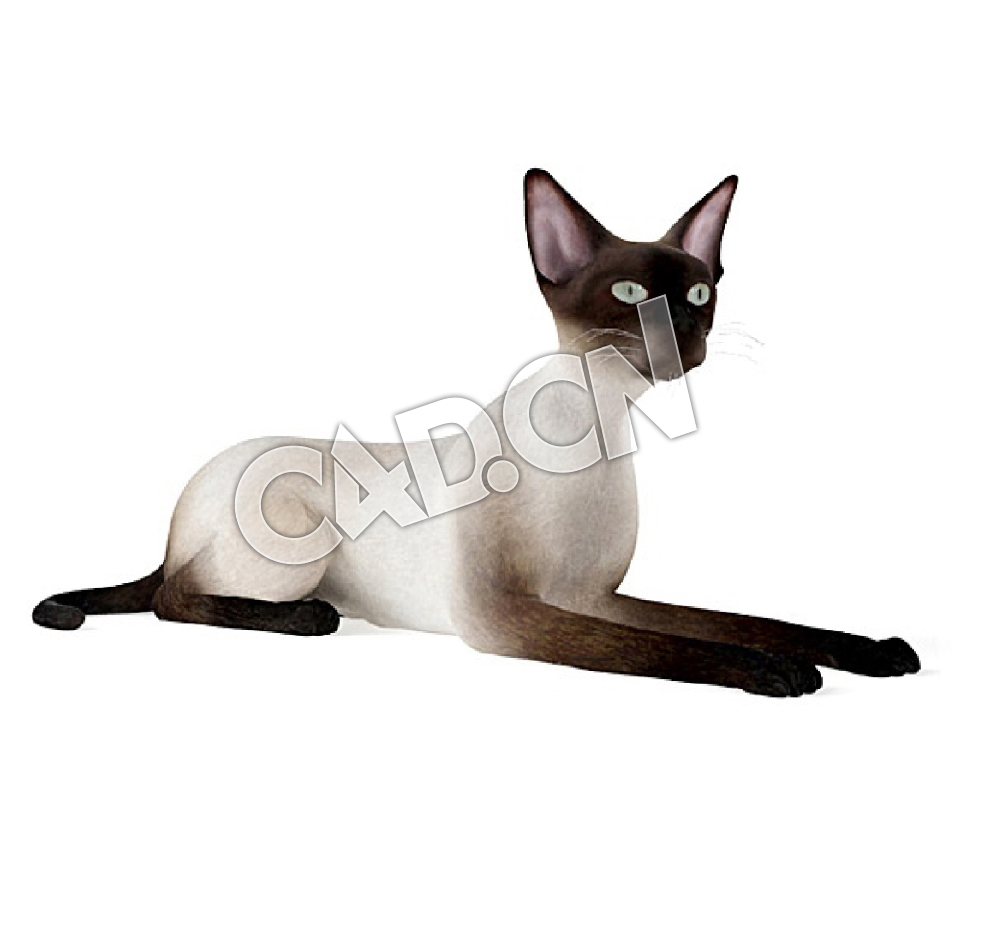 爬地上的宠物猫暹罗猫C4D模型 - C4D之家 - 55.jpg