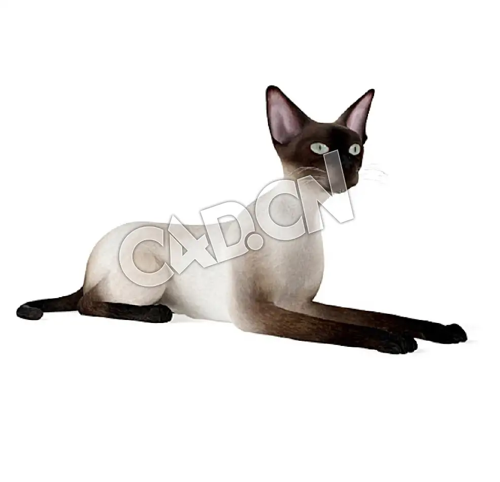 爬地上的宠物猫暹罗猫C4D模型