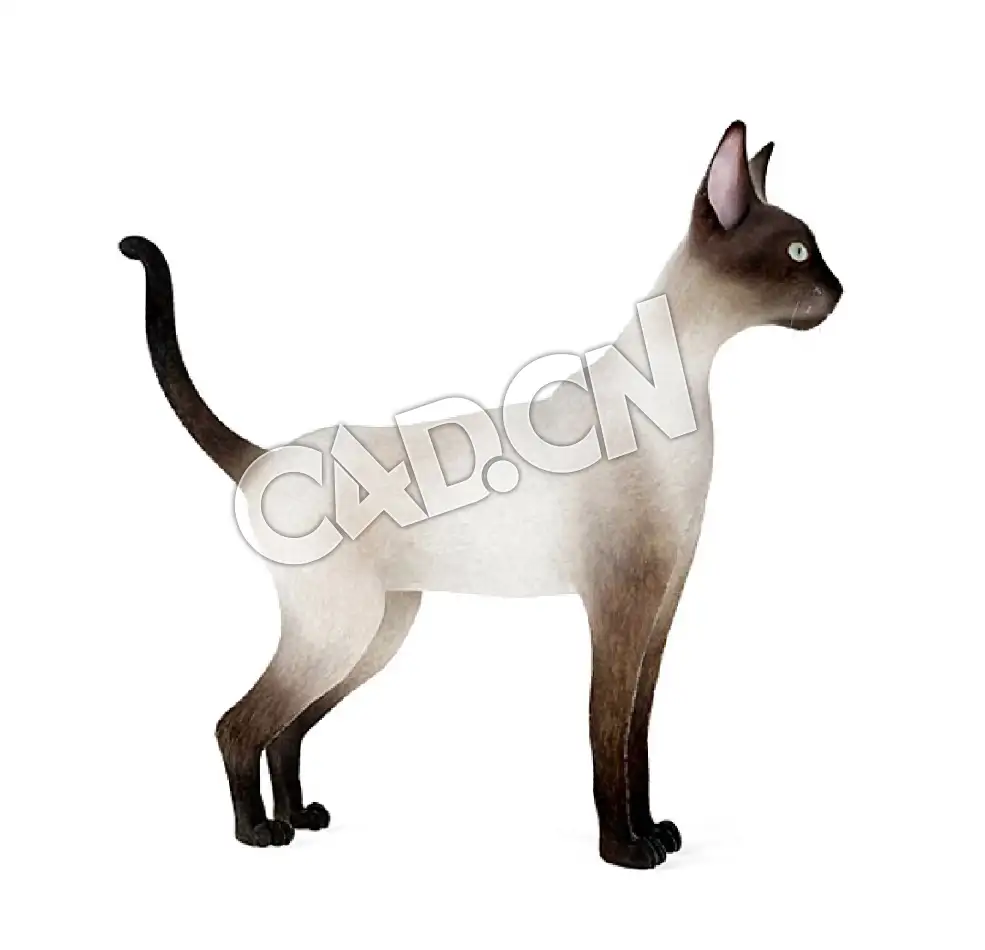 宠物猫暹罗猫C4D模型 - C4D之家 - 53.jpg