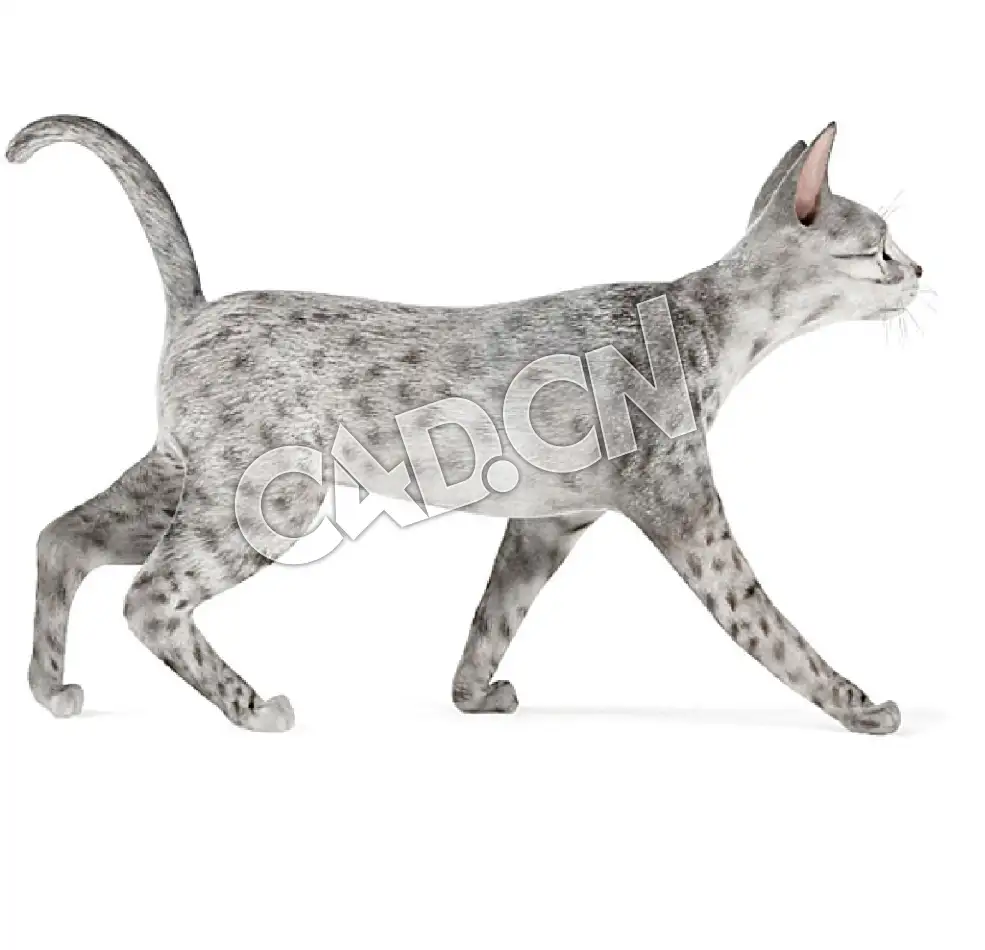 行走的埃及猫宠物猫C4D模型 - C4D之家 - 58.jpg