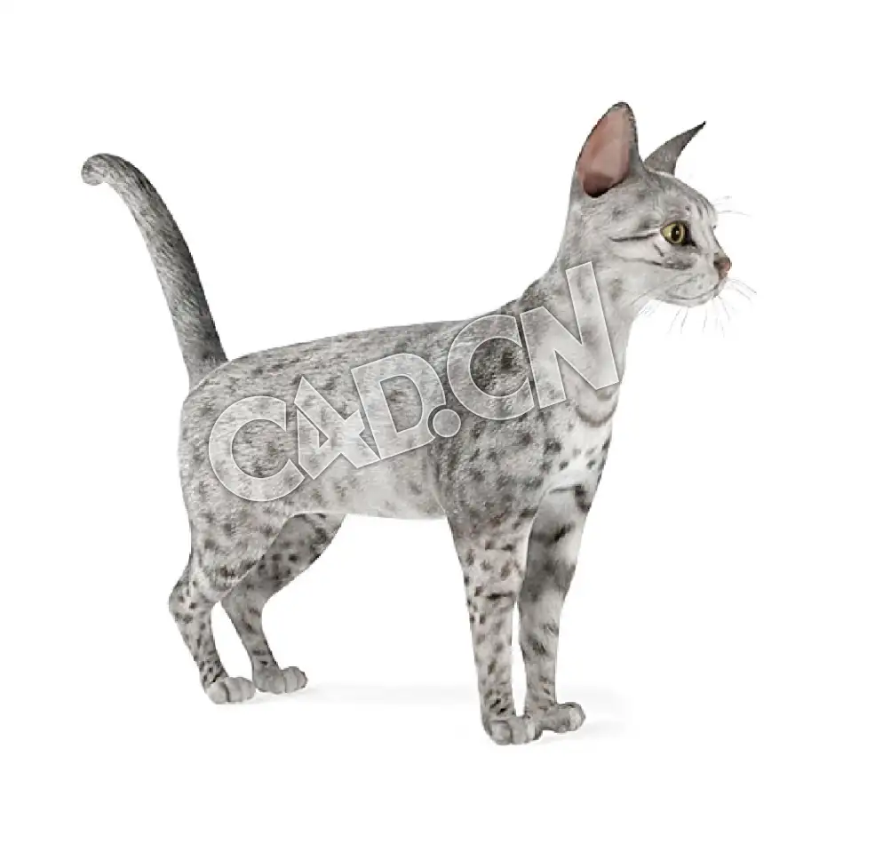 埃及猫宠物猫C4D模型 - C4D之家 - 57.jpg