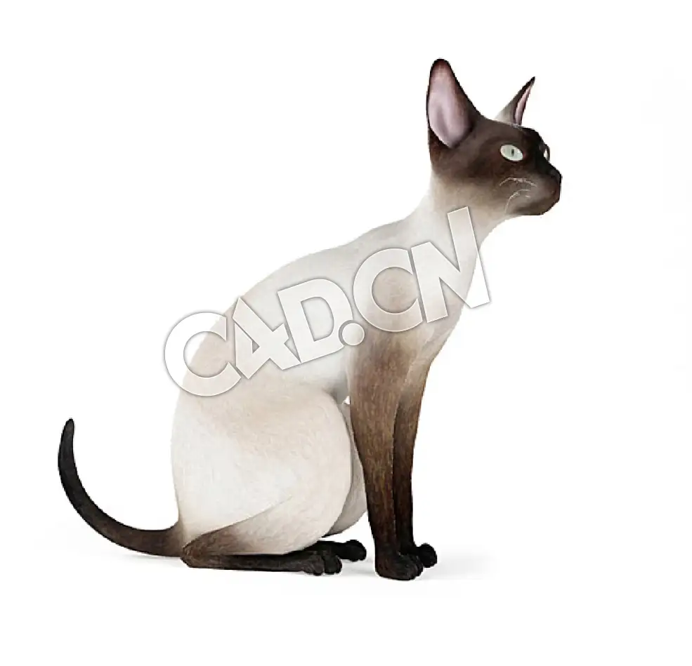 蹲着的宠物猫暹罗猫C4D模型