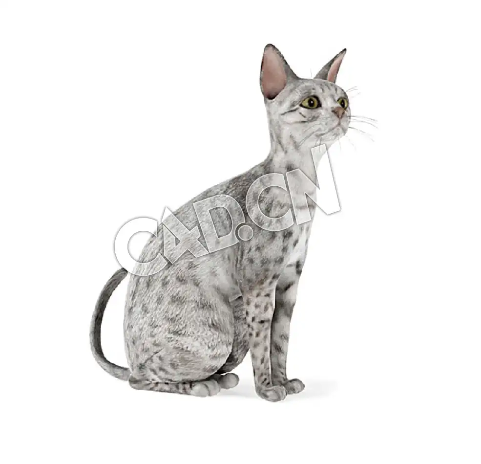 蹲地上的埃及猫宠物猫C4D模型 - C4D之家 - 59.jpg
