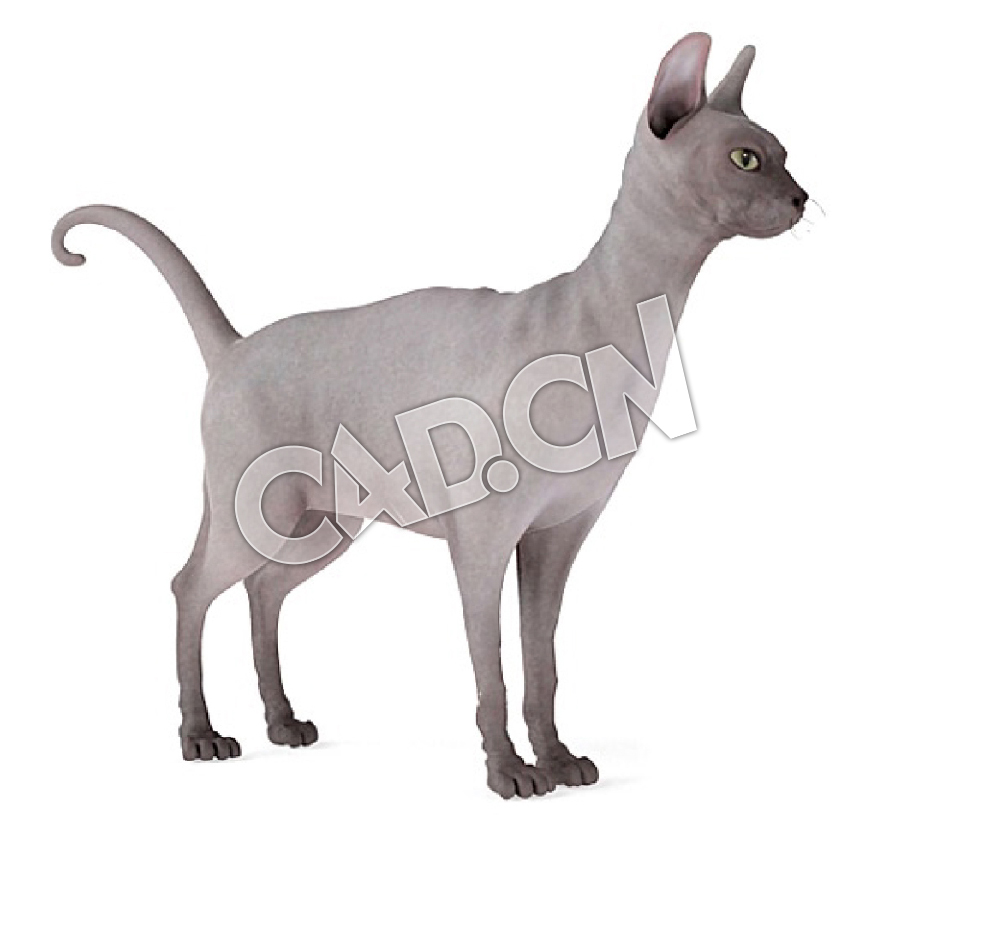 宠物猫斯芬克斯猫无毛猫C4D模型 - C4D之家 - 60.jpg