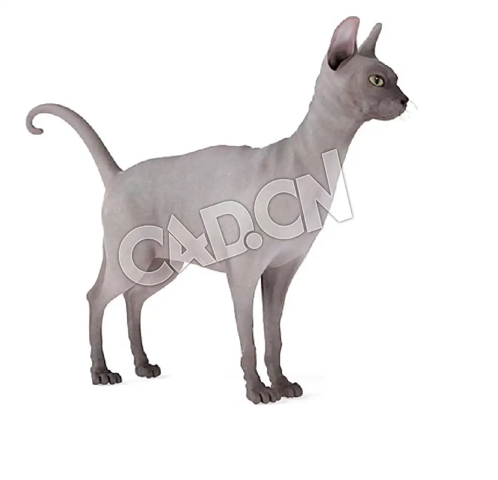 宠物猫斯芬克斯猫无毛猫C4D模型