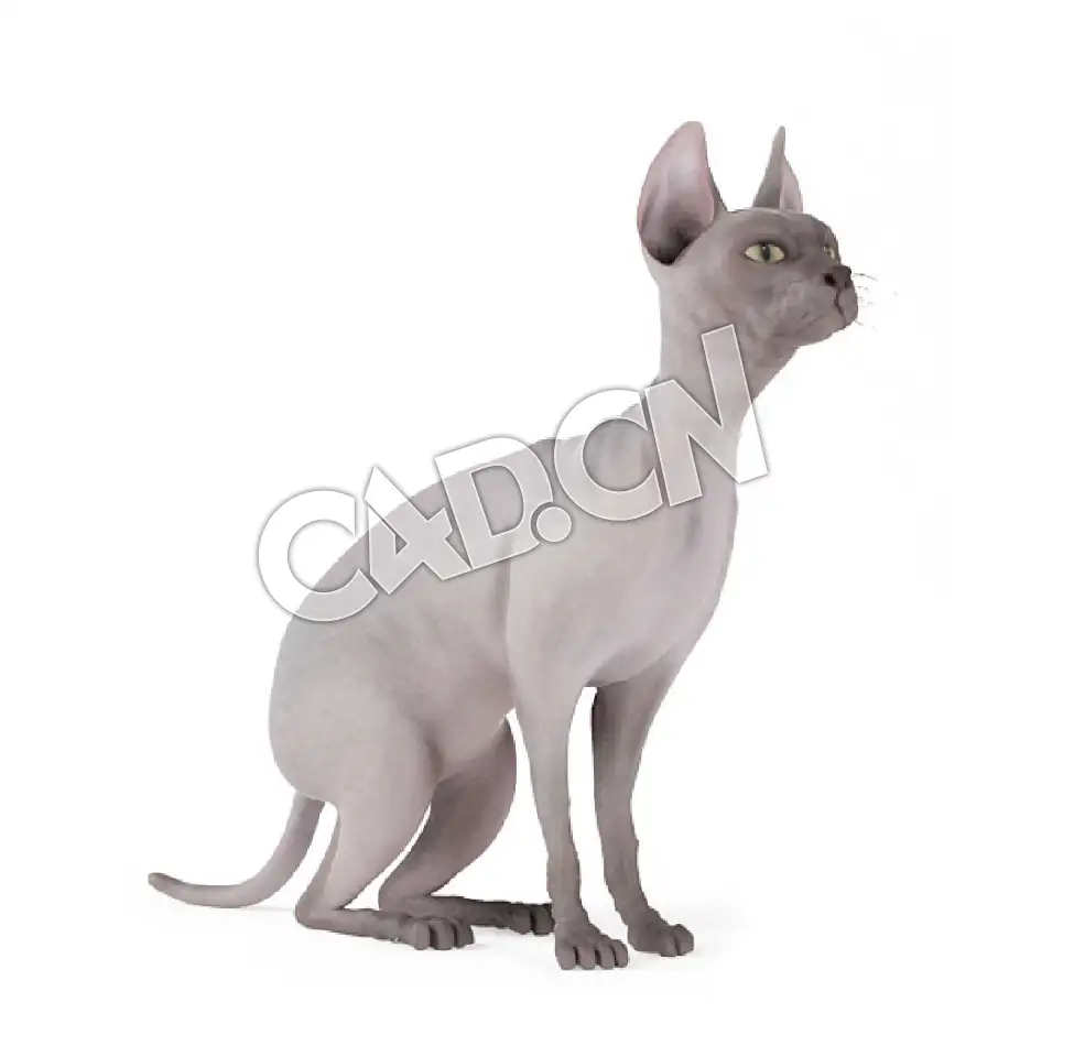 蹲地上的宠物猫斯芬克斯猫无毛猫C4D模型