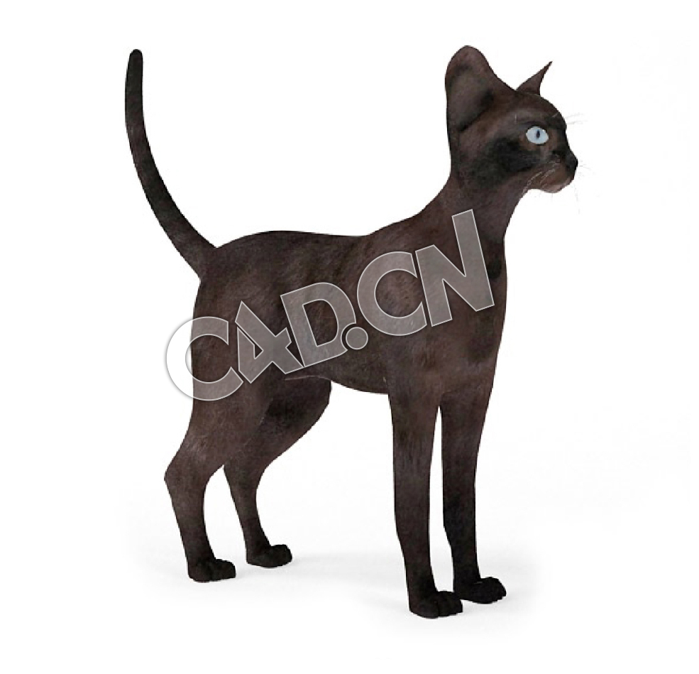 宠物猫哈瓦那棕猫C4D模型