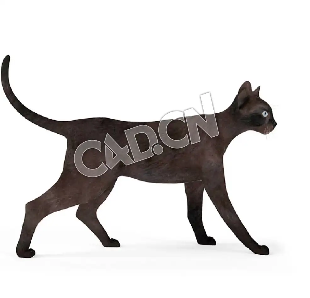 行走的宠物猫哈瓦那棕猫C4D模型