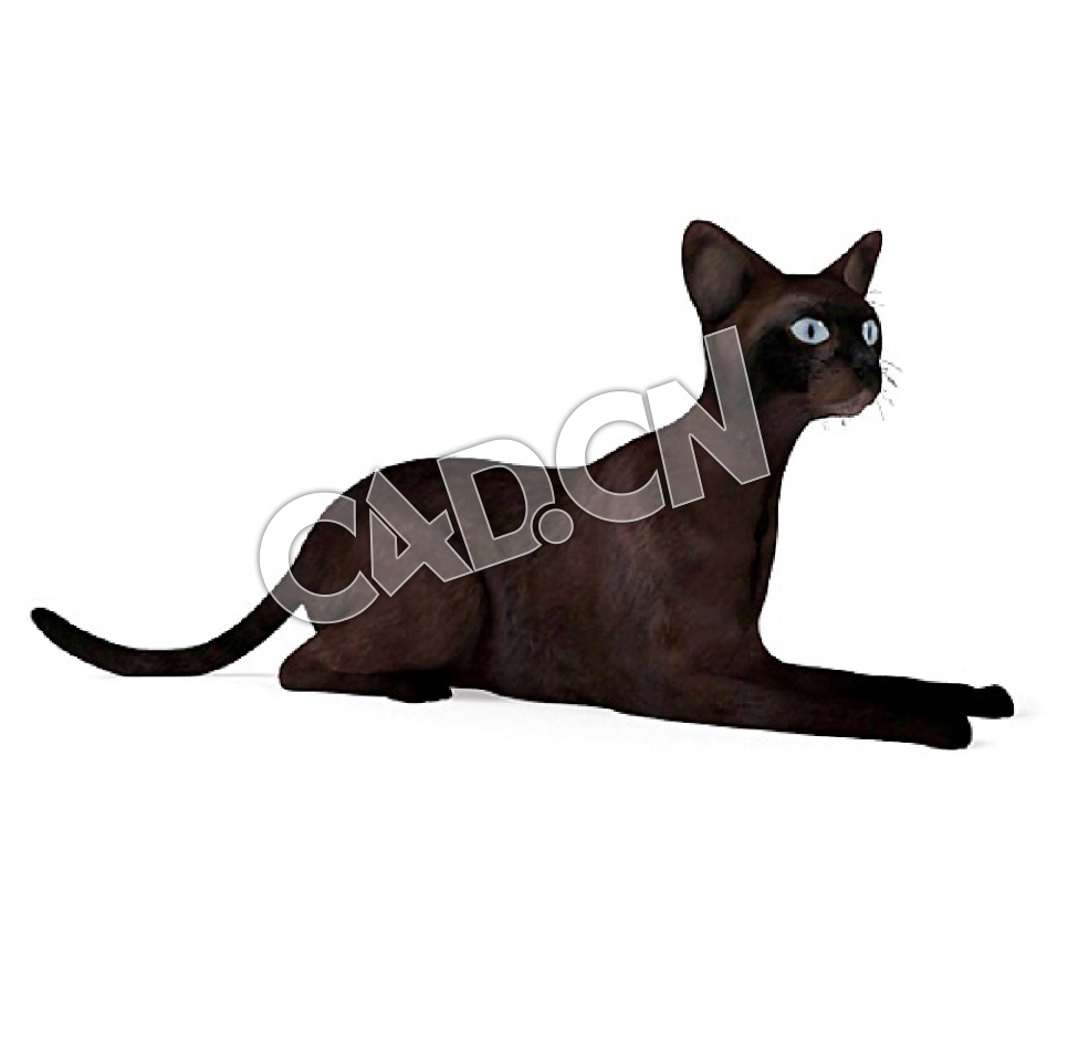 爬着的宠物猫哈瓦那棕猫C4D模型