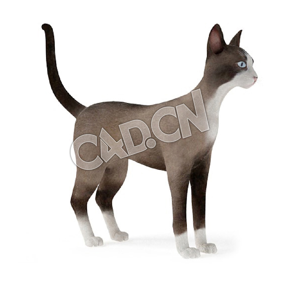 雪鞋猫宠物猫C4D模型