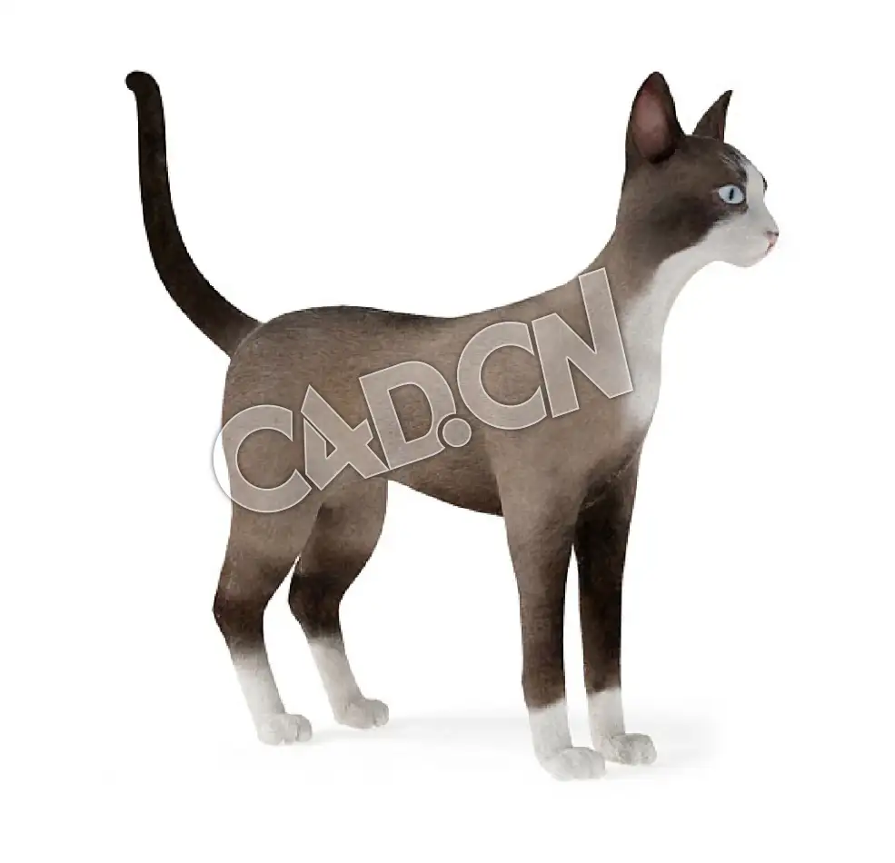 雪鞋猫宠物猫C4D模型