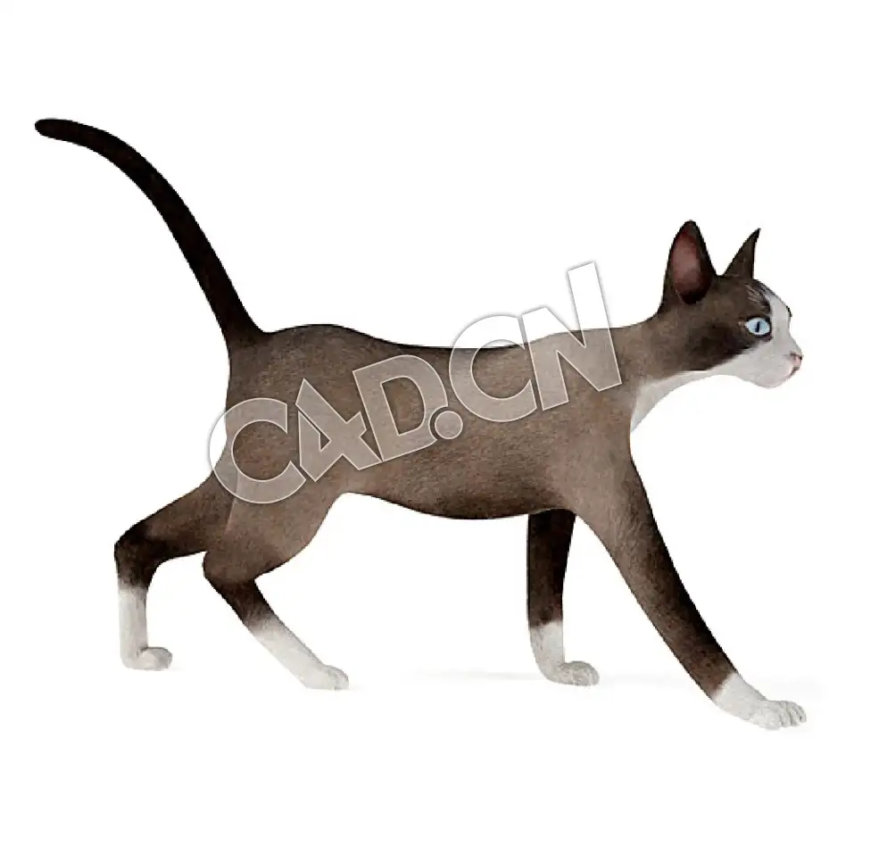走路的雪鞋猫宠物猫C4D模型