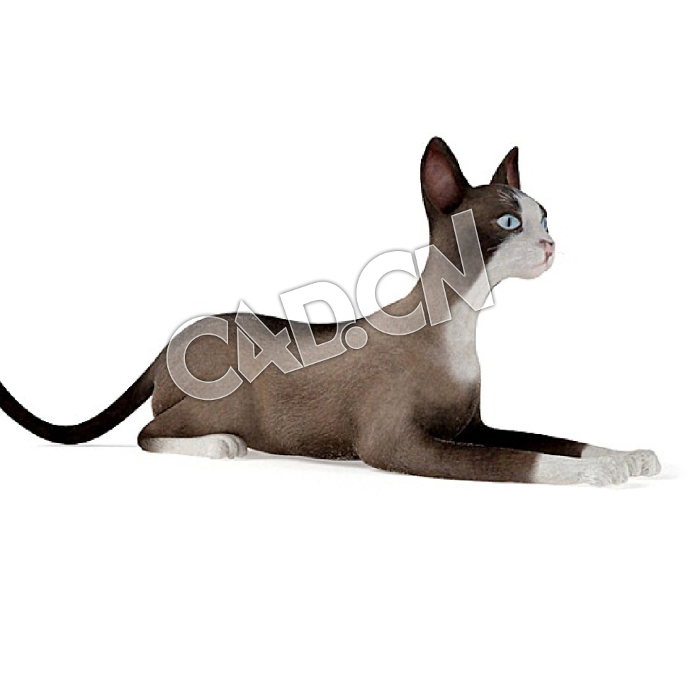 爬地上的雪鞋猫宠物猫C4D模型