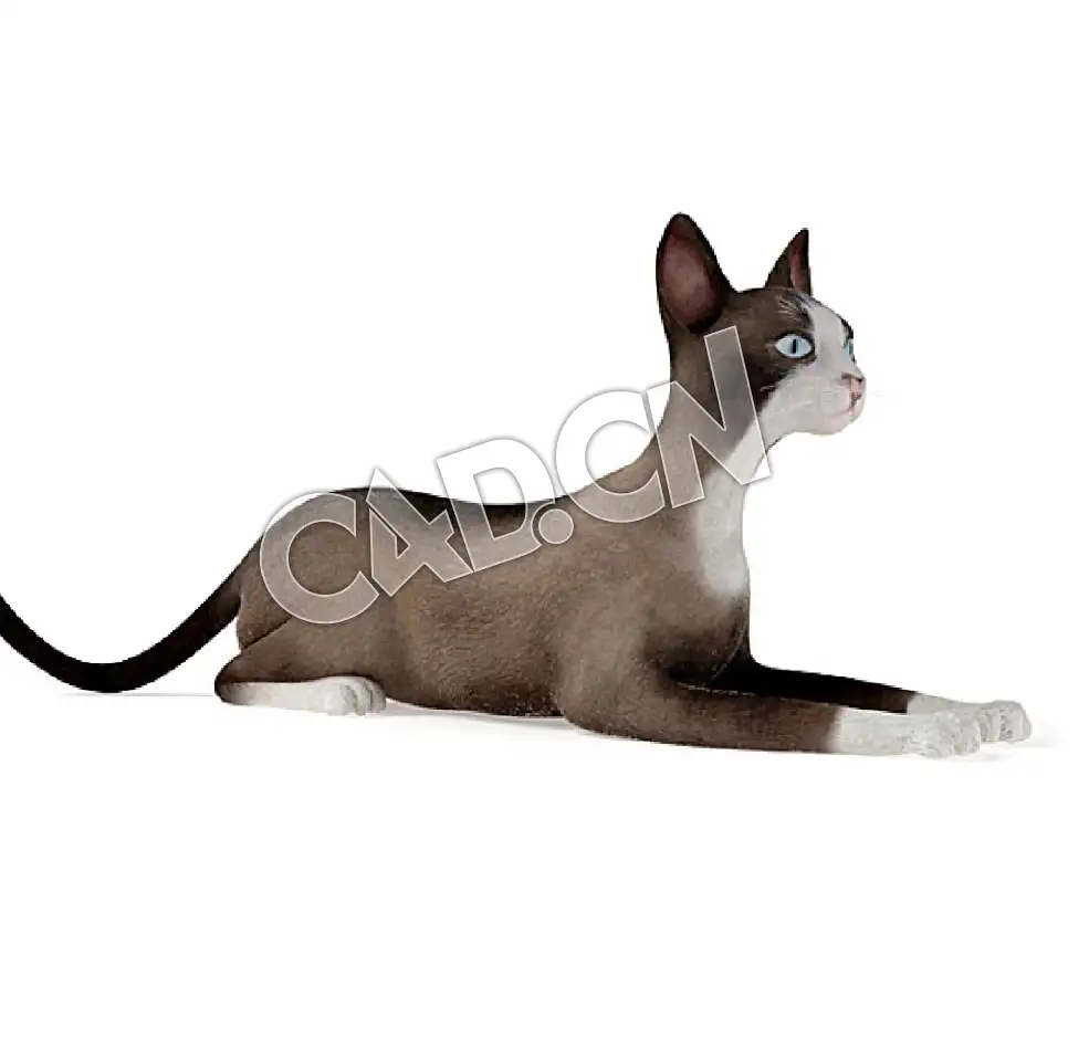 爬地上的雪鞋猫宠物猫C4D模型