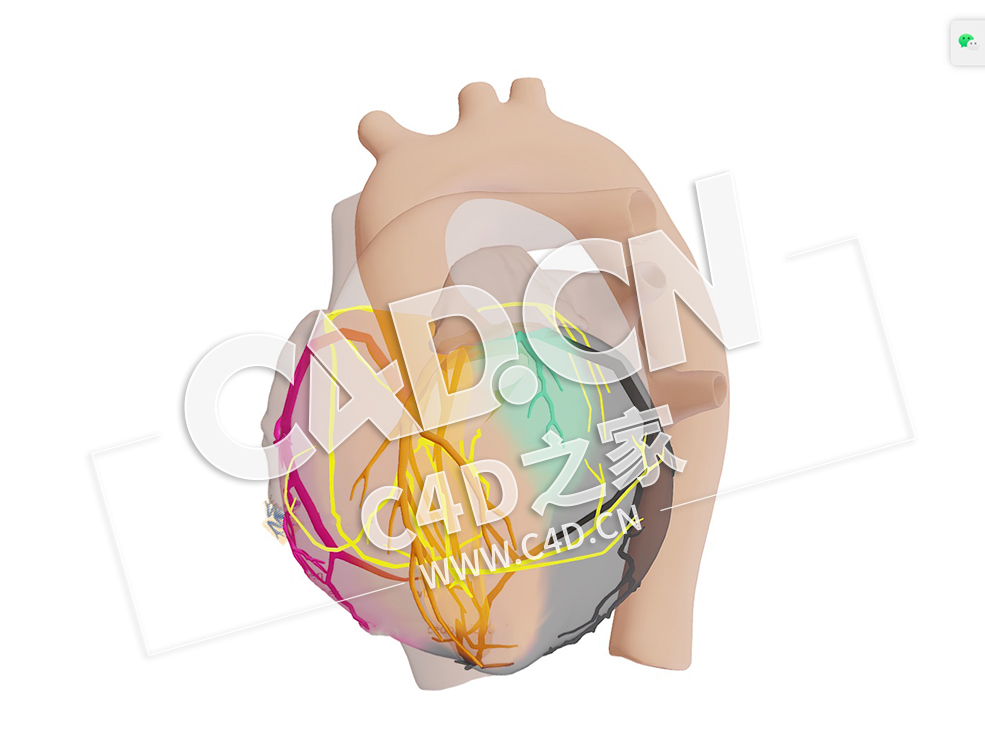 C4D心脏近端梗死左主导模型 Proximaal CX Infarct Links Dominant-1 - C4D之家 - 06.jpg