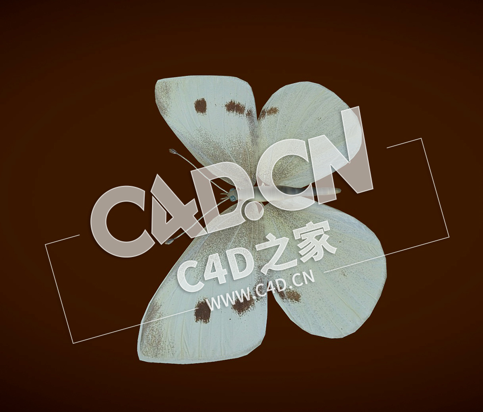 C4D小蝴蝶模型 Small Butterfly - C4D之家 - 24.jpg