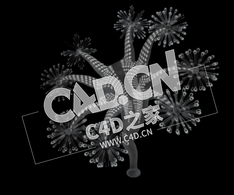 C4D海洋生物水母模型 Stalked Jellyfish (Stauromedusae)