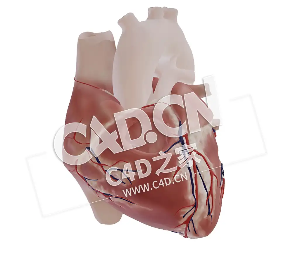 C4D心脏法洛四联症模型 Tetralogy of fallot-1 - C4D之家 - 32.jpg