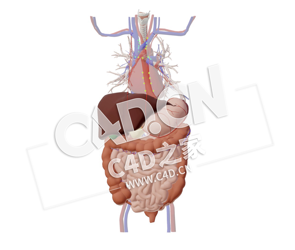 C4D人体腹部血管胸腹部器官部分淋巴结心脏大肠模型 Thorax and abdomen-some of the l