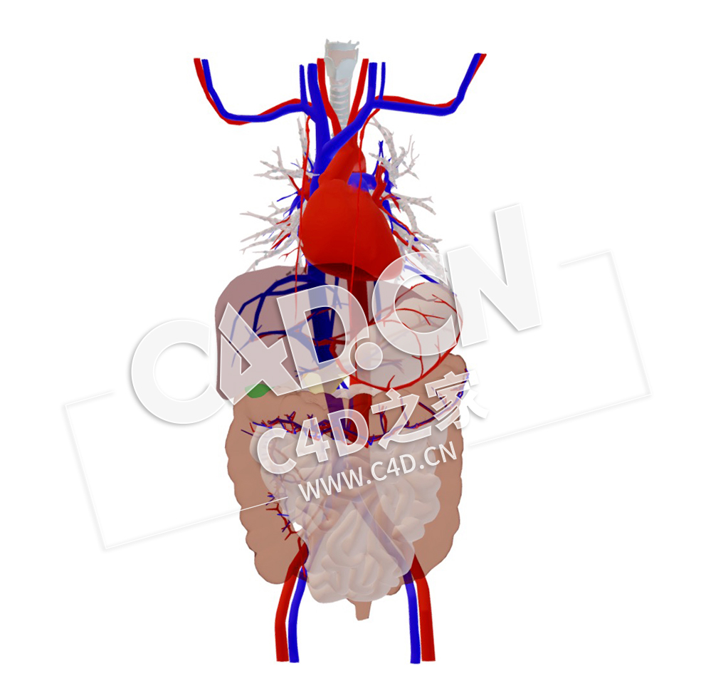 C4D人体肌肉骨骼胸腹部部分动脉和静脉模型 Thorax and abdomen-some arteries and vei - C4D之家 - 40.jpg