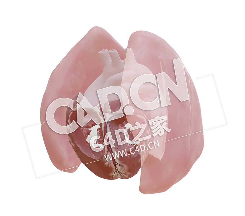 C4D心脏大动脉转位开放导管模型 Transposition of the great arteries - open duct - C4D之家 - 46.jpg
