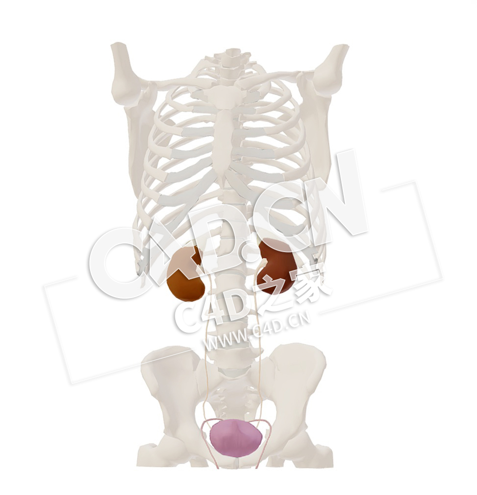 C4D心脏泌尿道腰子肾胸腹骨骼模型 Urinary tract - C4D之家 - 50.jpg