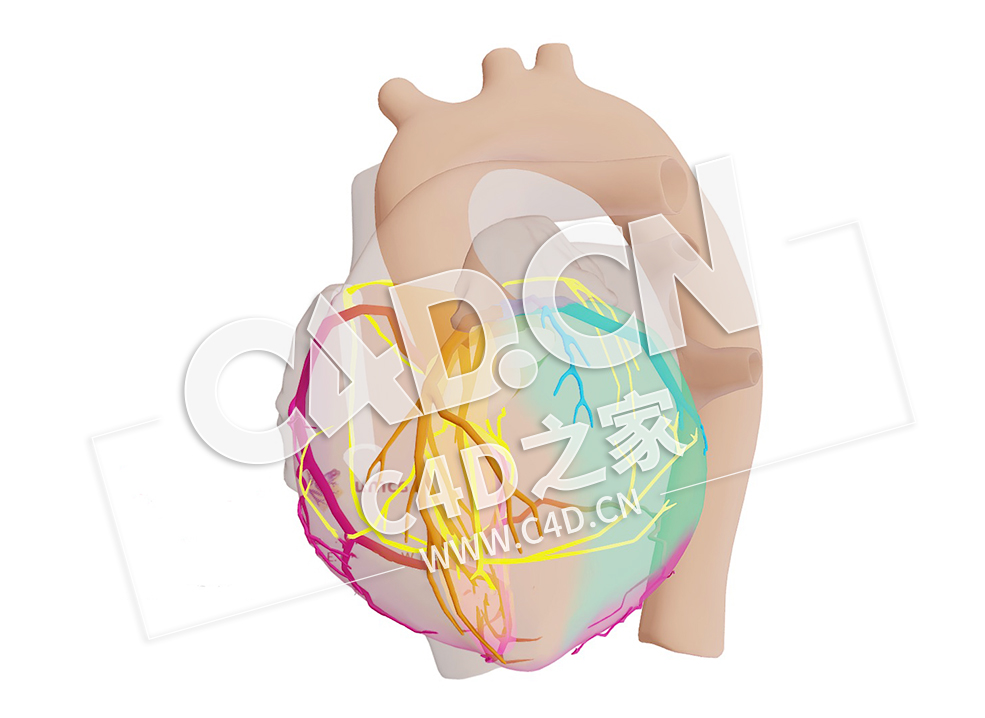 C4D心脏向量范心房激活模型 Vector van Atriale Activatie - C4D之家 - 52.jpg