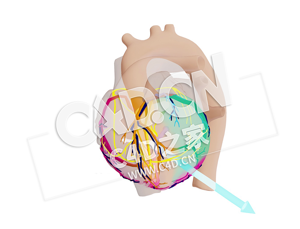 C4D心脏腔室激活的载体模型 Vectoren van de Kamer Activatie-2 - C4D之家 - 54.jpg
