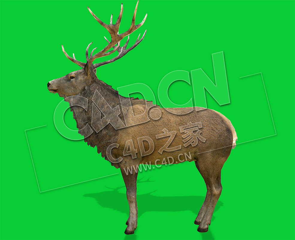 C4D牡鹿雄鹿公鹿动物模型 stag