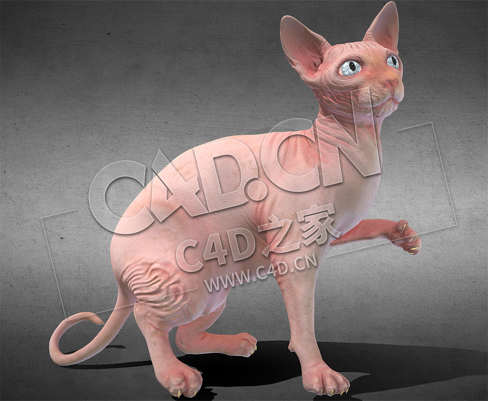 C4D宠物猫无毛猫动模型 Sphynx