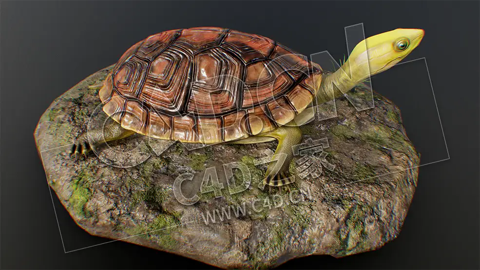 C4D石头上的小乌龟海龟王八模型 gui_qa_modify