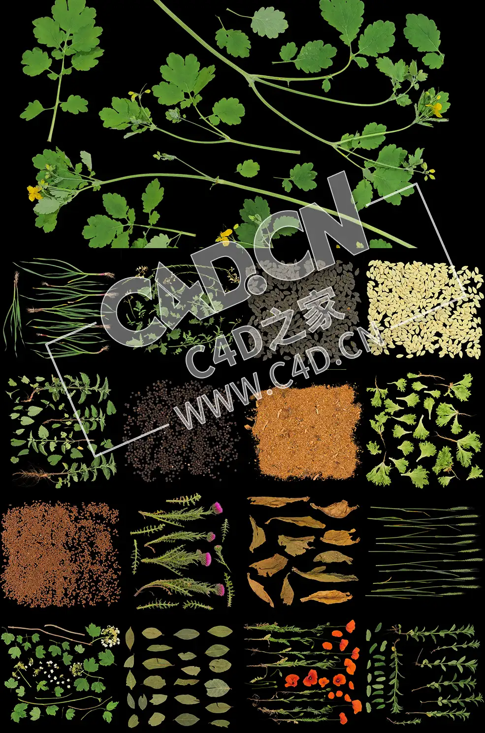 18幅植物香料贴图高精度真实纹理贴图素材 - C4D之家 - 未标题-1.jpg