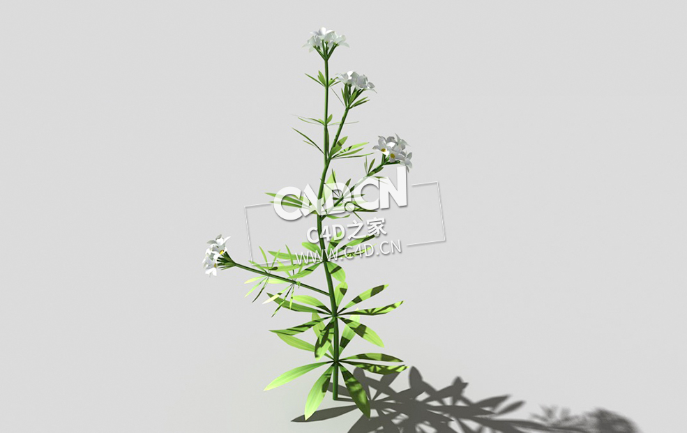 篷子菜猪殃殃砧草植物C4D模型 bedstraw-c 3d model - C4D之家 - 03bedstraw-c-01.jpg