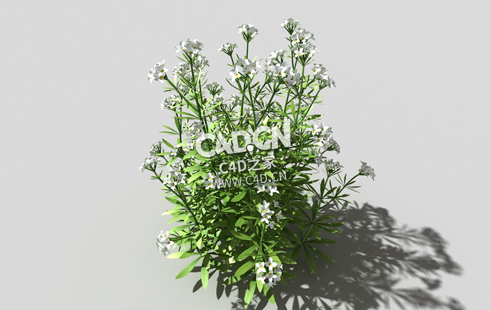 篷子菜猪殃殃砧草植物C4D模型 bedstraw-a 3d model - C4D之家 - 01bedstraw-a-01.jpg