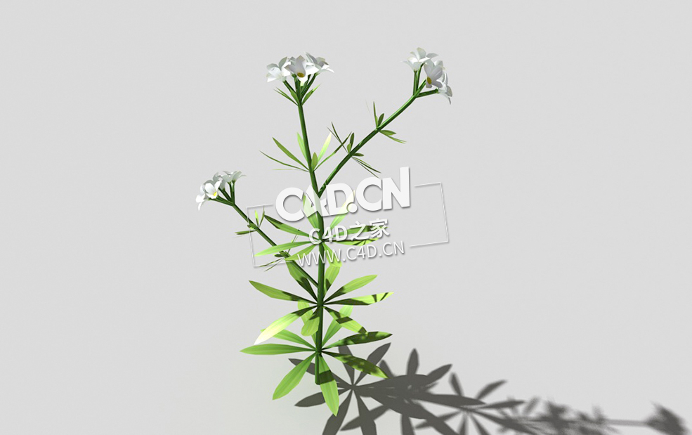 篷子菜猪殃殃砧草植物C4D模型 bedstraw-d 3d model - C4D之家 - 04bedstraw-d-01.jpg