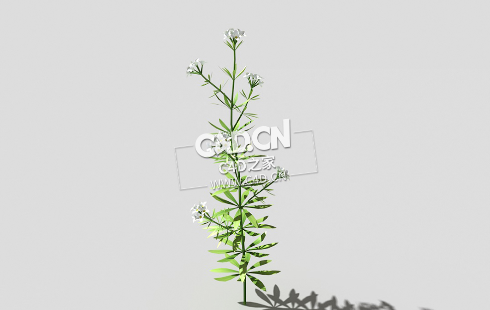 篷子菜猪殃殃砧草植物C4D模型 bedstraw-b 3d model - C4D之家 - 02bedstraw-b-01.jpg