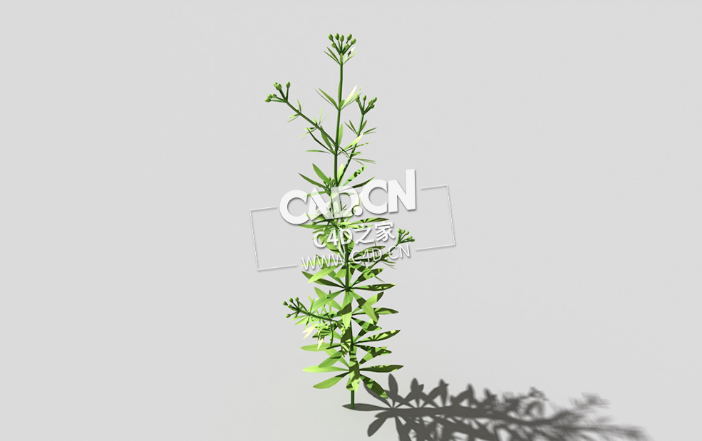 篷子菜猪殃殃砧草植物C4D模型 bedstraw-g 3d model
