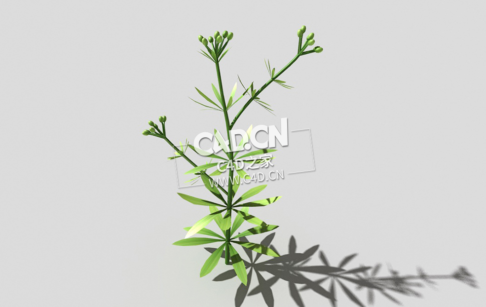 篷子菜猪殃殃砧草植物C4D模型 bedstraw-h 3d model